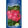 Пеларгония зональная Колорама розовая (Акварель)
