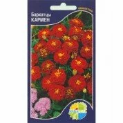 Бархатцы Кармен (Акварель)