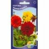 Георгина Ранняя пташка (Акварель)