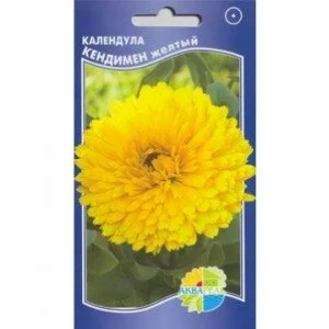 Календула Кендимен желтый (Акварель)