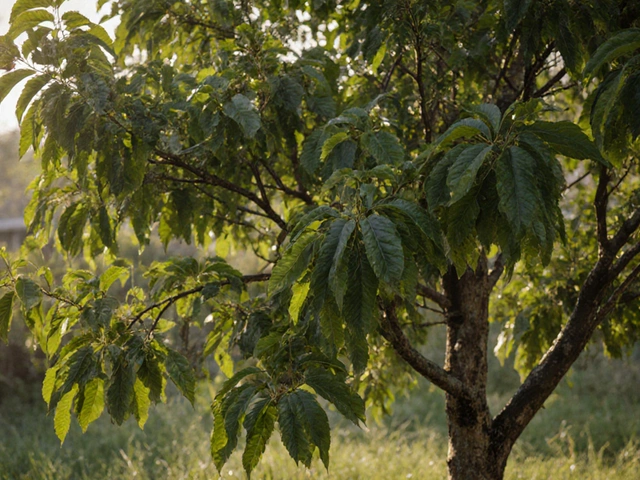 Что произойдет, если никогда не обрезать персиковое дерево?