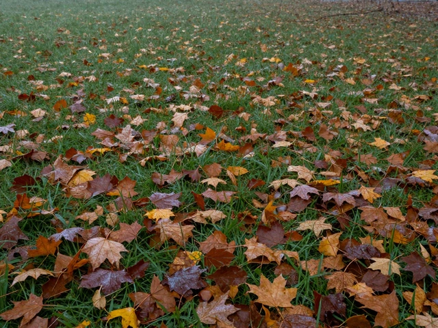 Что будет, если не убирать листья с газона: последствия и как этого избежать