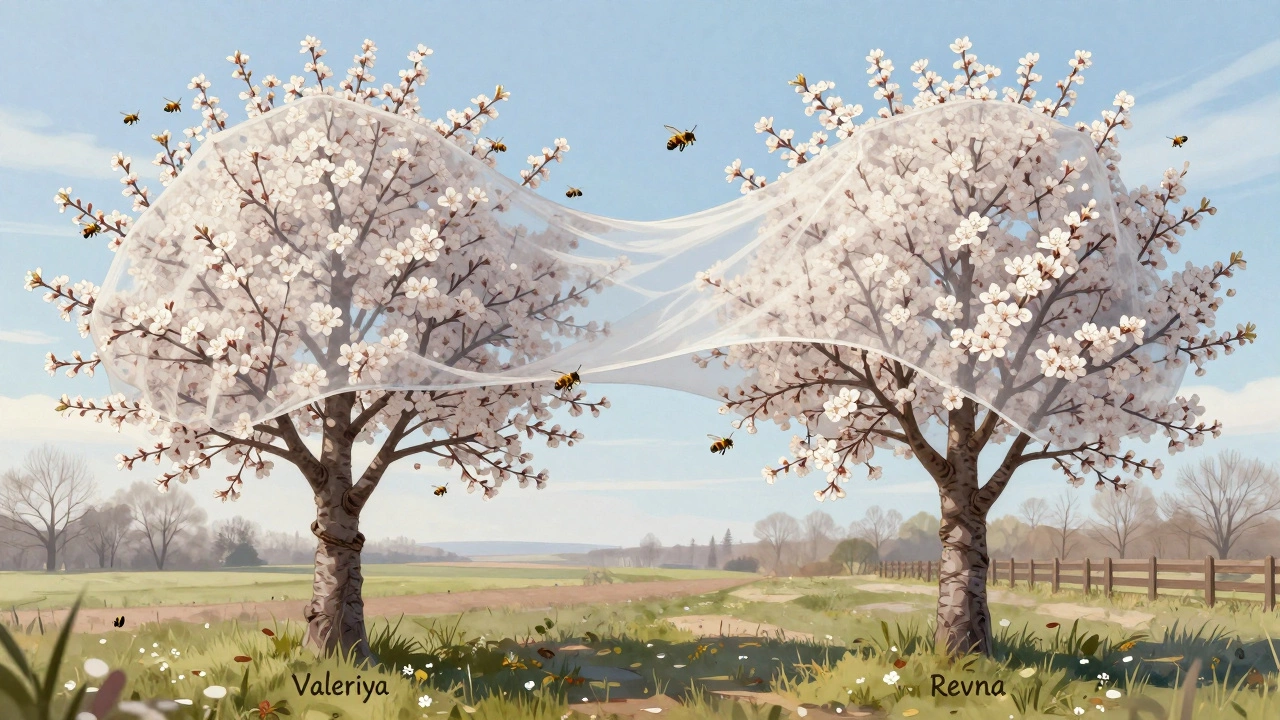 Два сорта вишни с пчёлами и укрытием от заморозков