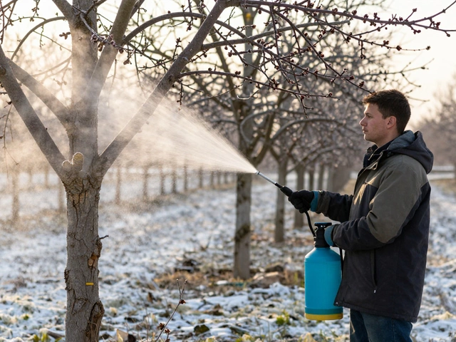 Чем обрабатывать деревья в феврале: лучшие средства и когда начинать