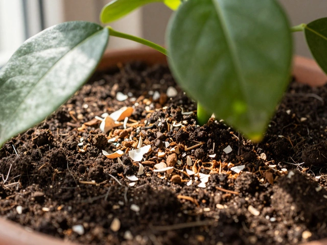 Чем обогатить почву в домашних условиях: простые способы для здоровых цветов