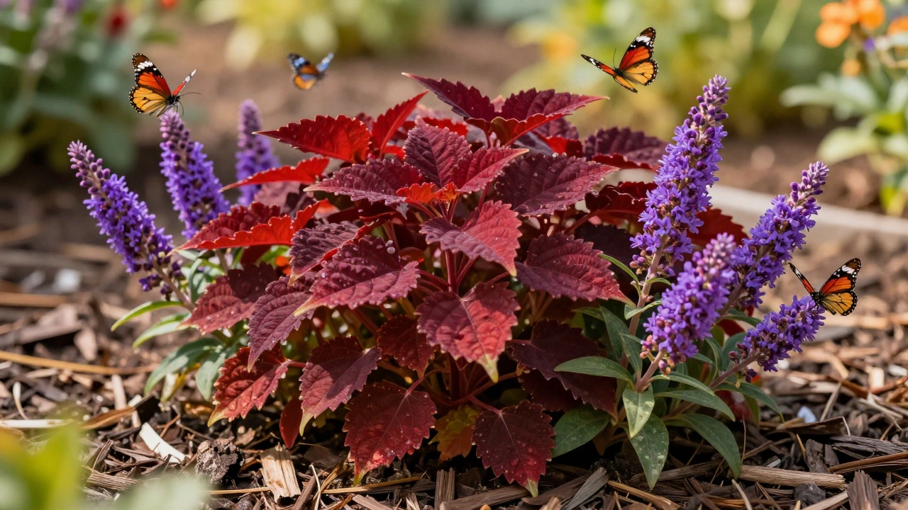 Красный барберис и цветущая буддлея с бабочками на фоне мульчи