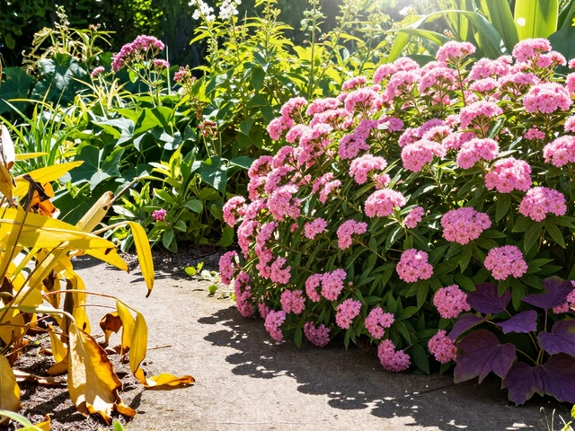 Лучшие солнцелюбивые кустарники для сада: что посадить на самом жарком месте